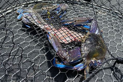 Crab fishing tips - #bnbfishingmag