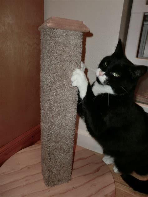 Making a Cat Scratching Post | ThriftyFun