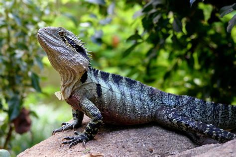 Australian Water Dragon (Intellagama lesueurii) - native to eastern ...