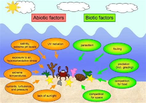 Biotic And Abiotic Cycle