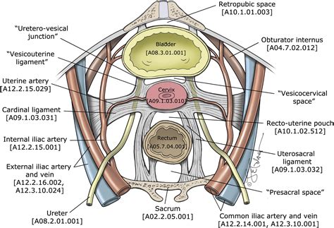 Uterus Anatomy