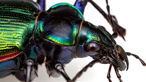 Arizona's Fiery Searcher beetle looks better than it smells | 12news.com