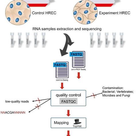 Present study workflow pipeline. The pipeline of RNA-Seq analysis uses ...