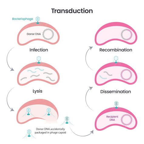 Premium Vector | Horizontal gene transfer via transduction vector ...