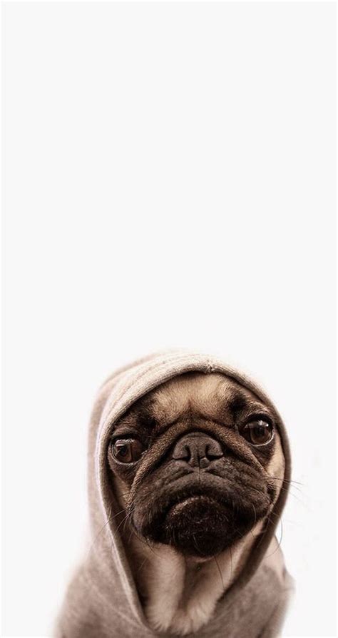 Puppy Cute Wallpaper Home Screen Pug Dogs - Pets Lovers