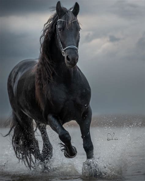 Most Beautiful Horses, All The Pretty Horses, Animals Beautiful ...