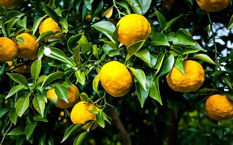 Yuzo Citron Trees For Sale Online | The Tree Center