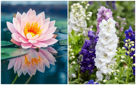 Birth Month Flowers and their Meanings - Good Living Guide