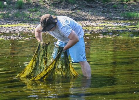 Researchers review environmental conditions leading to harmful algae blooms