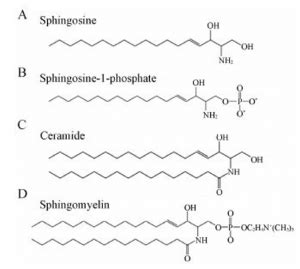 What Is Sphingomyelin? - Creative Proteomics Blog