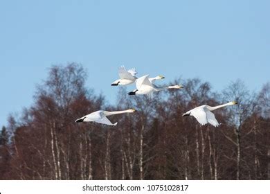 Group Whooper Swan Migration Clear Blue Stock Photo 1075102817 ...