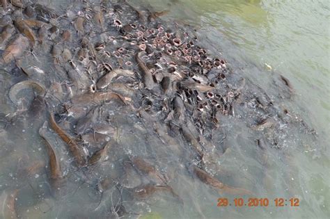 Fishes at Gadisar Lake - India Travel Forum | IndiaMike.com