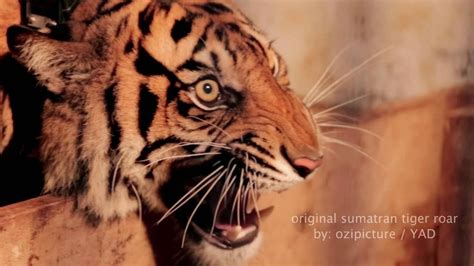 sumatran tiger roar - YouTube