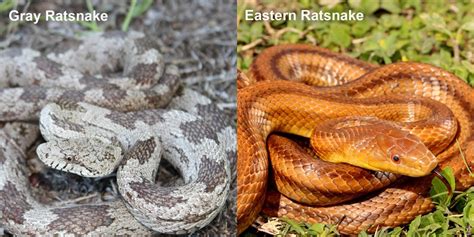 Eastern Ratsnake – Florida Snake ID Guide