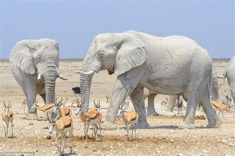 Elephants in Namibia use clay to protect from sunburn | Daily Mail Online