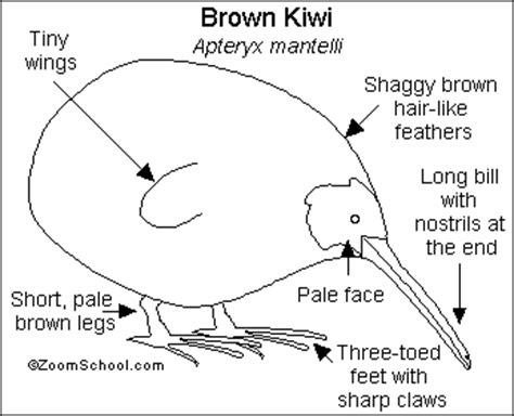 Kiwi Printout- EnchantedLearning.com