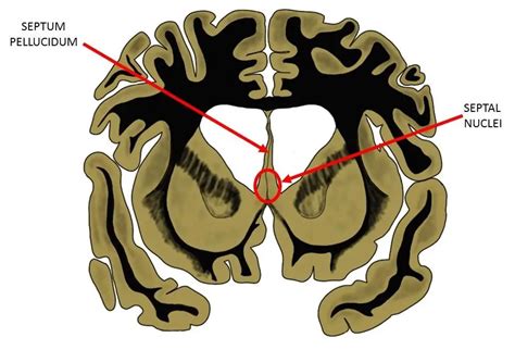 Know Your Brain: Septum