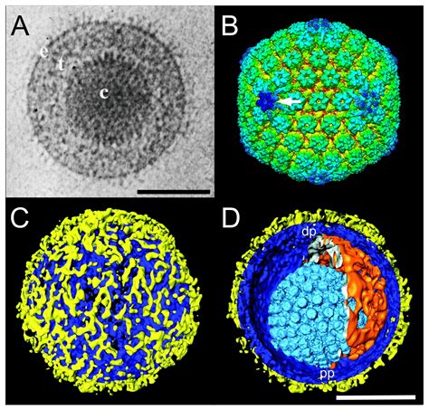 Herpes Virus Structure