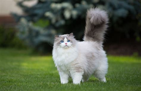 Gray And White Cats Breeds