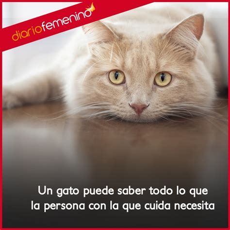 Gatos Tiernos Imagenes De Gatitos Con Frases