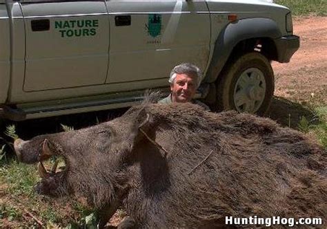 Giant Feral Hog Killed in Texas | Hog Hunting