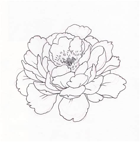 Peony Outline