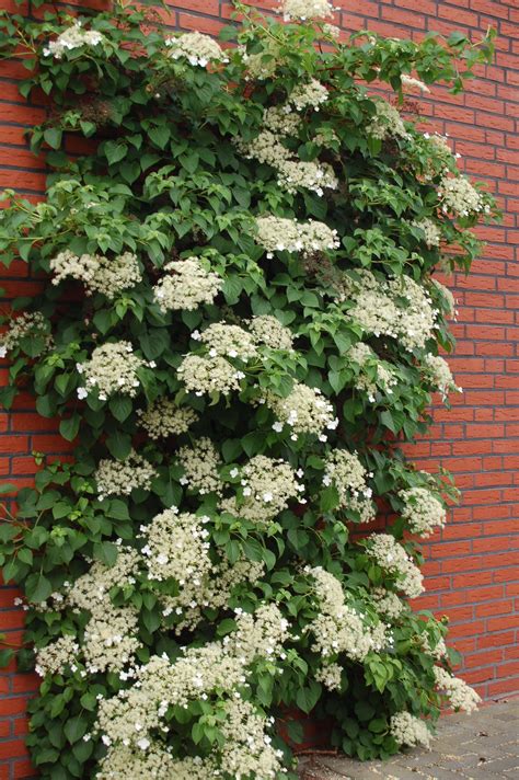 Hydrangea anomala (Kletterhortensie) | Climbing hydrangea vine ...