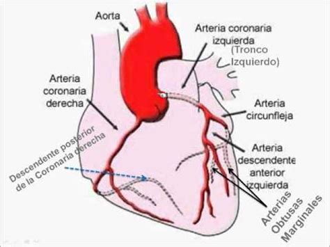 Electrocardiograma 1 Anatomía Esquemática de las Arterias Coronarias ...