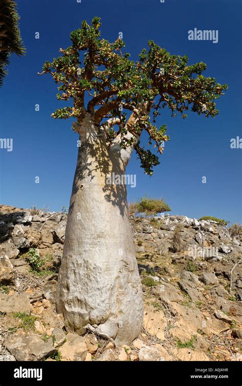 Cucumber Tree, Socotra island, UNESCO World Heritage Site, Yemen Stock ...