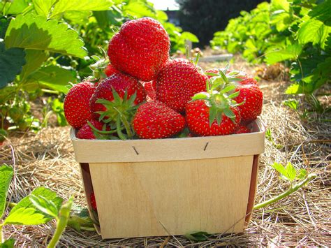 Pick Your Own - Four Town Farm