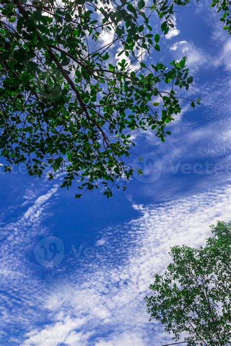 Nature background with trees and blue sky and clouds 22245966 Stock ...