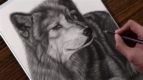 How to draw a realistic Wolf step by step Time lapse - YouTube