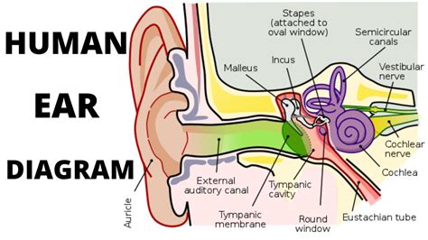 Diagram Of The Ear