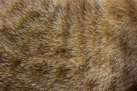 Close-up of cat fur for texture or background 1948460 Stock Photo at ...