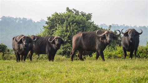 Mpala Live! Field Guide: African buffalo | MpalaLive