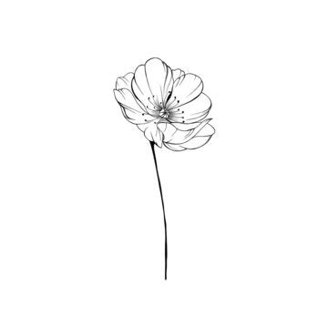 Poppy Flower Tattoo Drawing