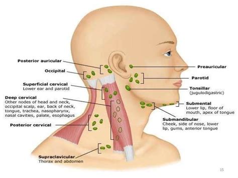 Pictures Of Anterior Cervical Lymph Nodes