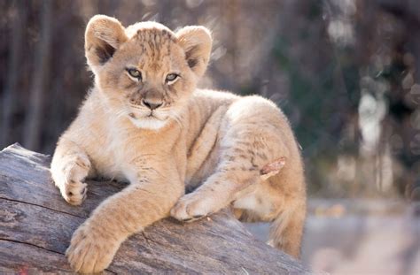 Denver Zoo welcomes two new lion cubs | FOX31 Denver