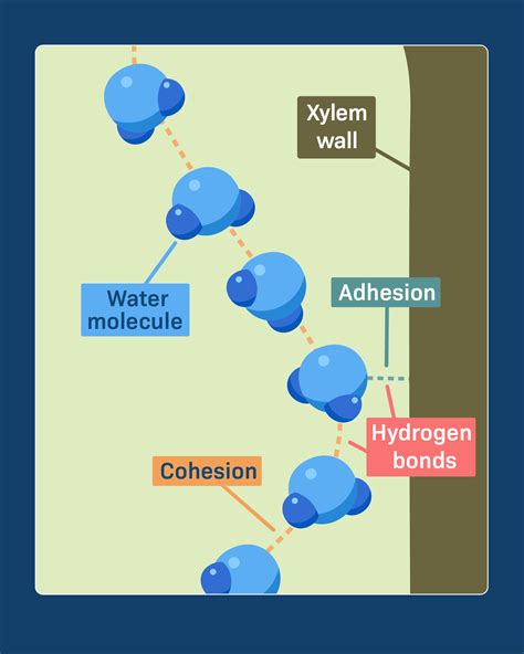 Water Cohesion Diagram