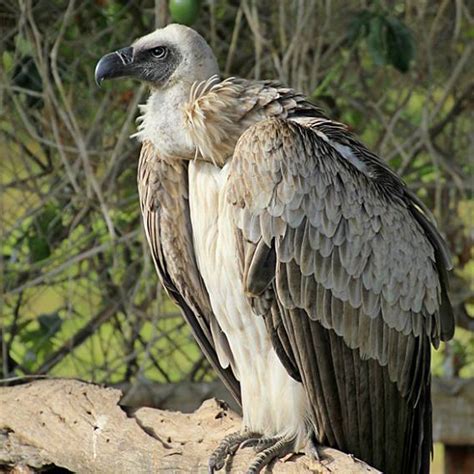 Cape Vulture - Overberg Crane Group