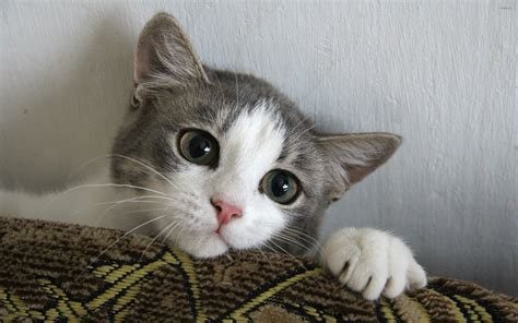 Cute Kitten Wallpaper (64+ images)