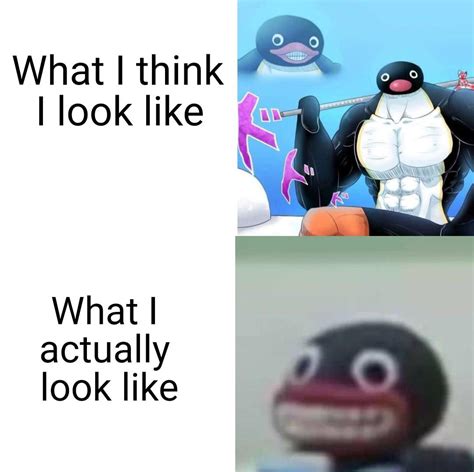 daily dose of pingu memes is here! : r/pingu