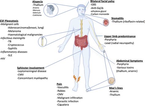 Clinical clues suggesting GBS mimics with altered mental status (GBS ...