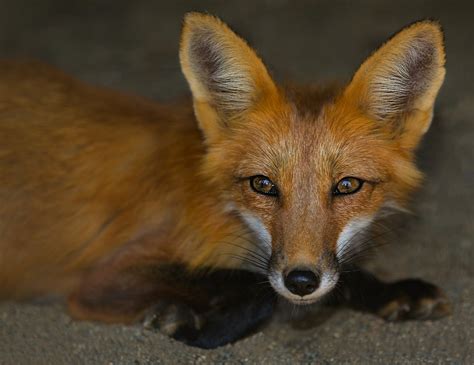 Domesticated Foxes | Pets Perfection