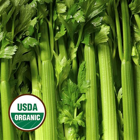 Organic Celery Seeds - Organic Tall Utah