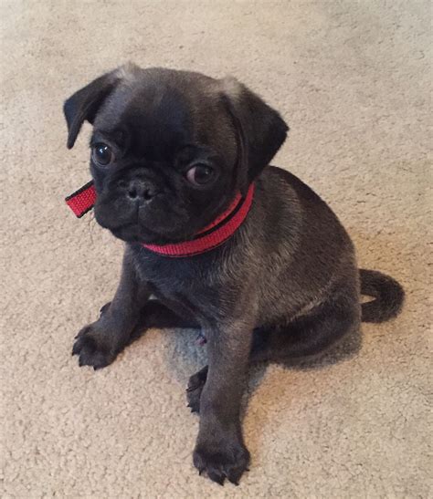 Silver pug getting sleepy. His name is Smokey Bear. | Pug dog, Cute ...