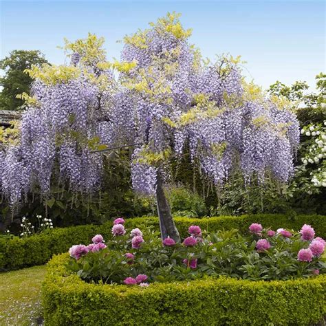 Wisteria - Tree Form | Wisteria tree, Wisteria tree for sale, Flowering ...