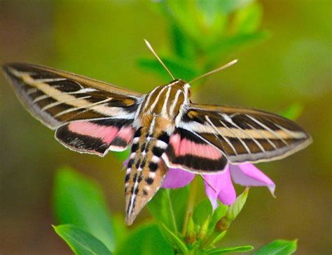 White-lined Sphinx Moth Courtesy of Bird's Eye View | Hummingbird moth ...