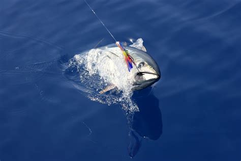 Best Tuna Fishing Lures in 2024 - Fishmasters.com