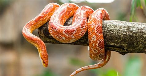 10 of the Most Common (and Non-Venomous) Snakes in Florida - A-Z Animals